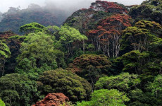 6-Day Multi-Day Usambara Mountain Hiking
