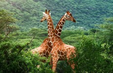 3 Days Safari Ngorongoro Crater Tanzania