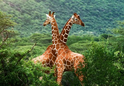 3 Days Safari Ngorongoro Crater Tanzania