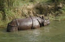 14 Days Nepal Jungle Safari Trip