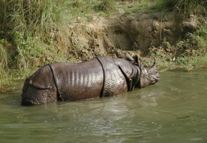 14 Days Nepal Jungle Safari Trip