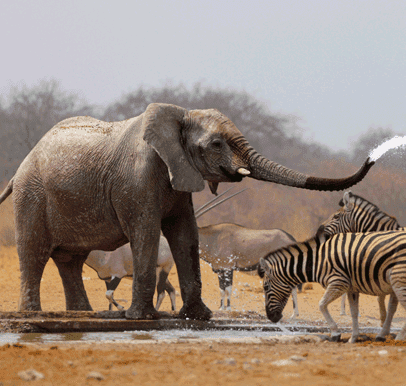 Savuti National Park
