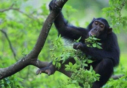 4 Days Chimpanzee Trekking Safari