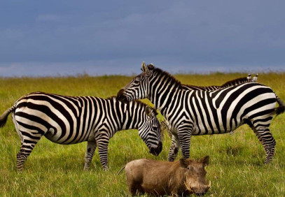 6 Days Wildebeest Migration Lodge Safari