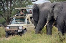 3 Days Northern Circuit Tanzania Safari
