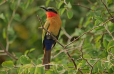 12-Day Ethiopian Bird Watching Safari