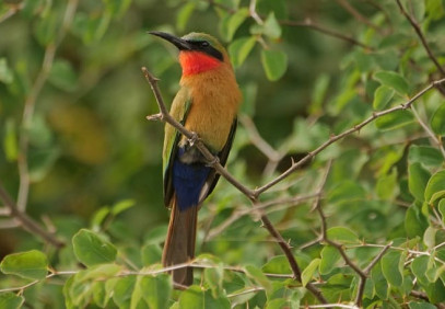 12-Day Ethiopian Bird Watching Safari