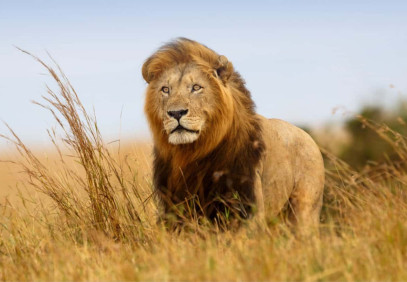 5-Day Tanzania National Parks