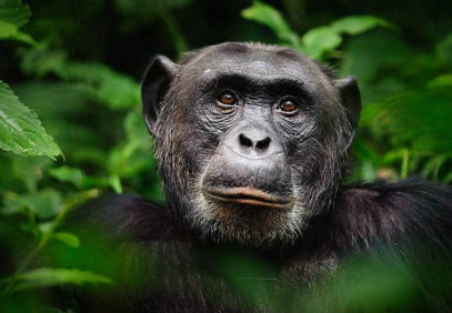 4-Day Chimp Trekking Safari