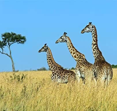 Chyulu Hills National Park