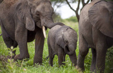 3-Day Mkomazi, Tarangire, Ngorongoro Mid-Range Safari
