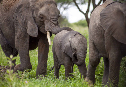 3-Day Mkomazi, Tarangire, Ngorongoro Mid-Range Safari