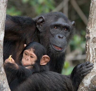 Gombe National Park