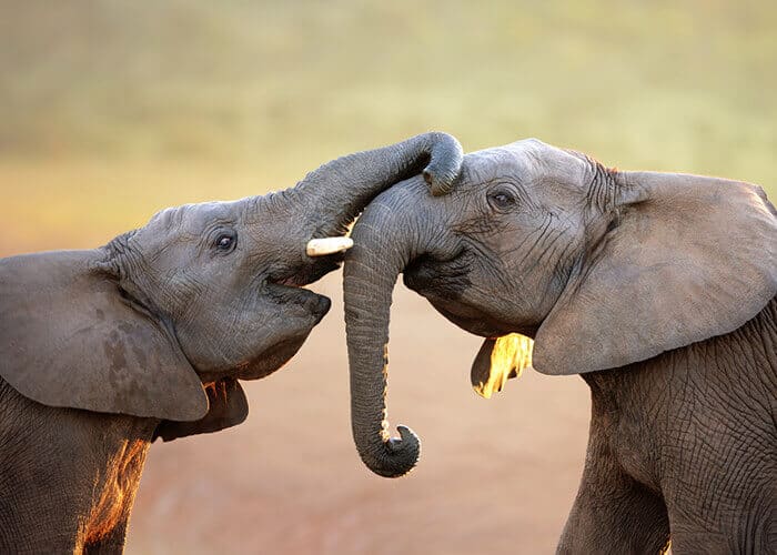 Kenya has over 25 national parks