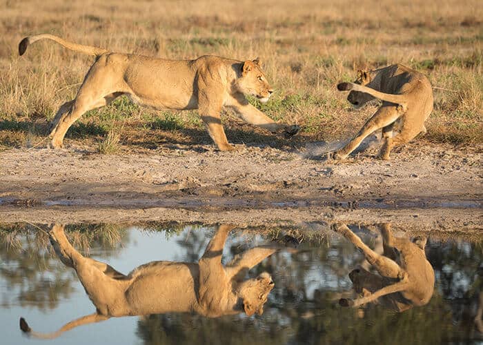 Kenya safaris have existed since the 14th century