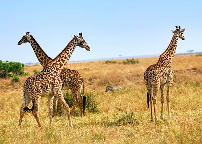 Kidepo Valley National Park, Uganda