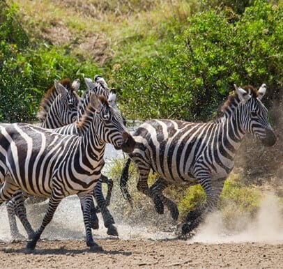 Nairobi National Park