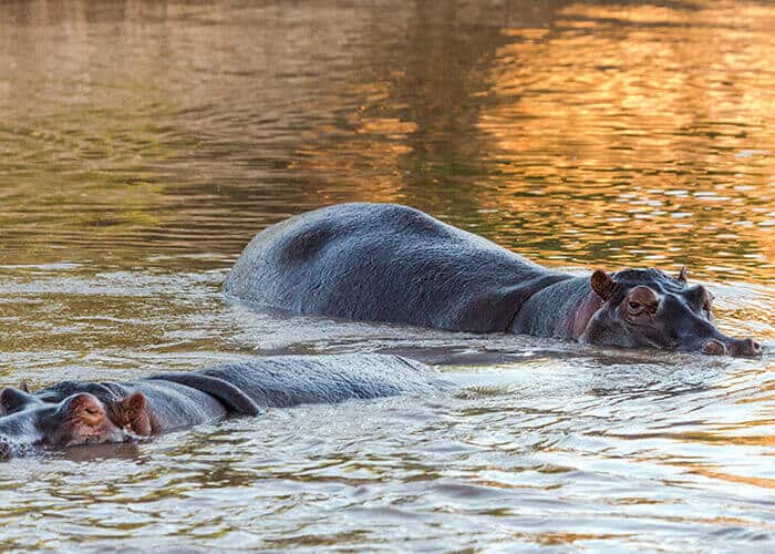 Rusizi National Park, Burundi