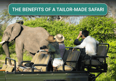 The Benefits of a Tailor-made Safari