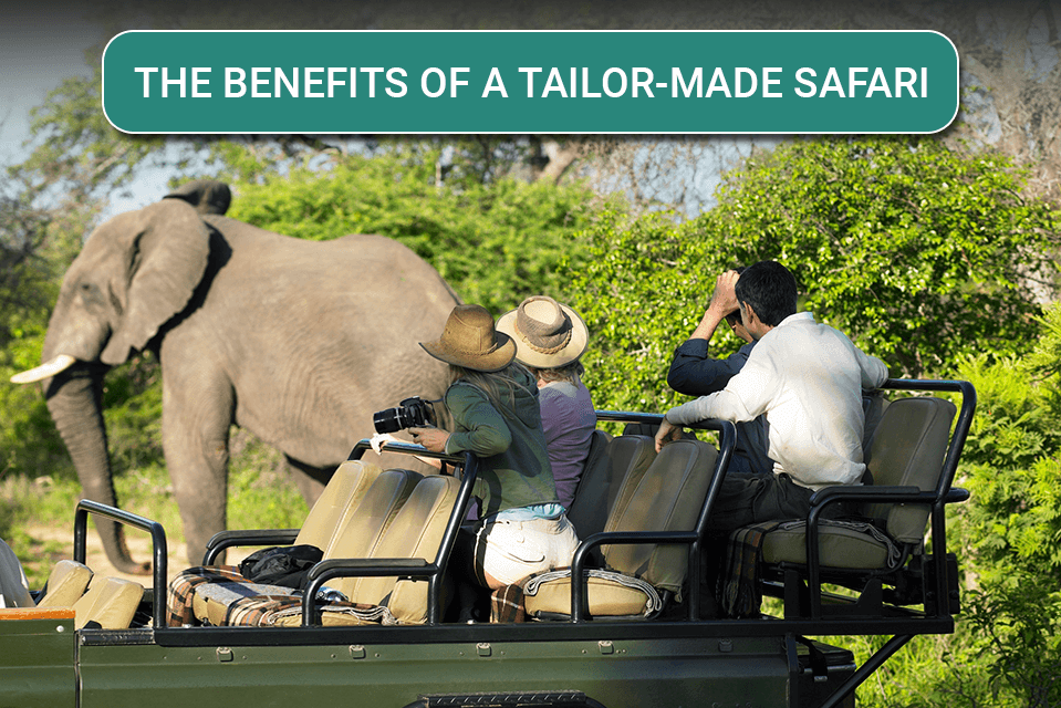 The Benefits of a Tailor-made Safari