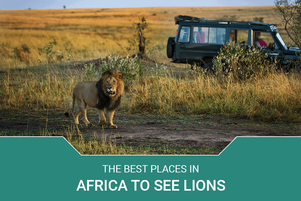 The Best Places in Africa to See Lions