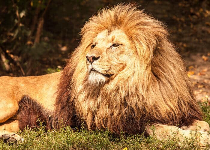 The East African lion is Kenya’s national animal