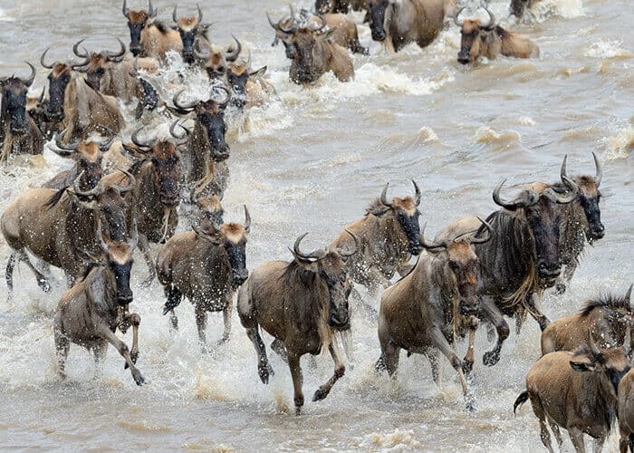 The great wildebeest migration