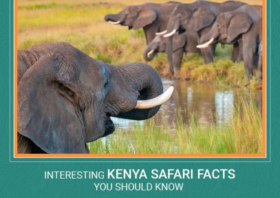 Top 10 Interesting Kenya Safari Facts You Should  Know