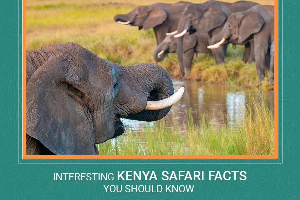 Top 10 Interesting Kenya Safari Facts You Should Know