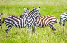 3-Day Lake Mburo Wildlife Safari