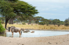 4-Day Tanzania National Parks