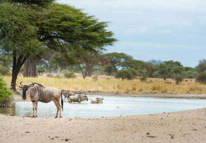 4-Day Tanzania National Parks