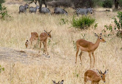 4-Day Tanzania Budget Camping Safari