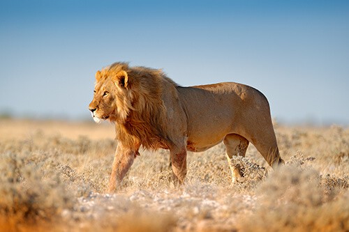 Awash National Park