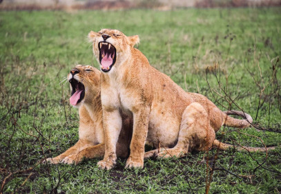 3 Days Tanzania National Park Safari