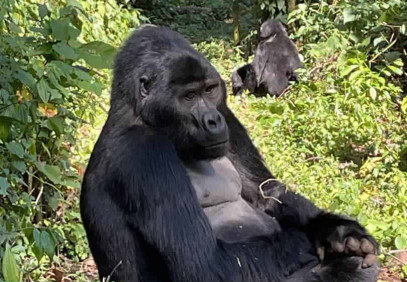 3-Day Gorilla Tracking Safari