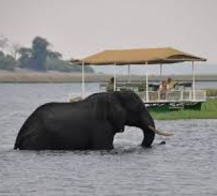 1-Day Chobe National Park Safari