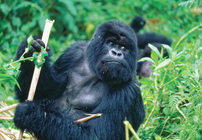 3-Day Gorilla Trekking in Bwindi Impenetrable Forest