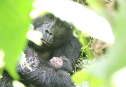 4 Days Gorilla and Golden Monkey Trekking Safari