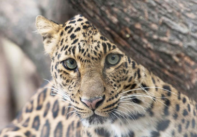 5-Day Tanzania Northern Safari Circuit