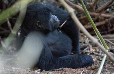 12 Days Uganda Primate Safari