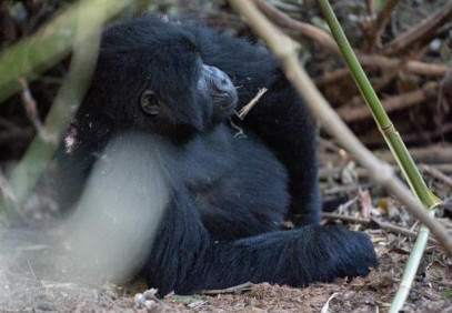 12 Days Uganda Primate Safari