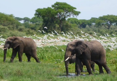 3-Day Murchison Falls Wildlife Safari