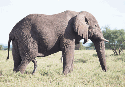 4-Day Northern Tanzania Budget Safari