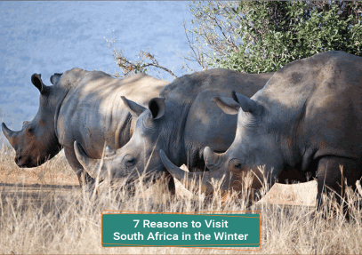 7 Reasons to Visit South Africa in the Winter