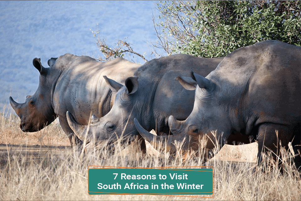 7 Reasons to Visit South Africa in the Winter