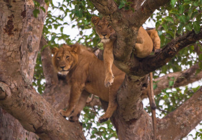 10 Days Uganda Wildlife Safari & Gorilla Trekking