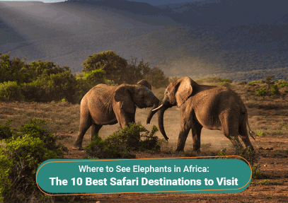 Where to See Elephants in Africa: the 10 Best Safari Destinations to Visit