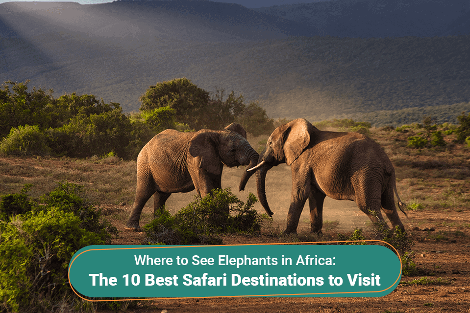 Where to See Elephants in Africa: the 10 Best Safari Destinations to Visit