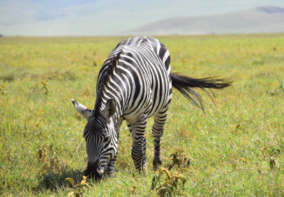 4 Days Private Wildebeest Calving Season Safari